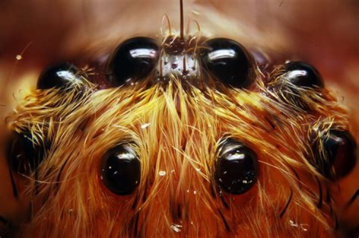 Can spiders see out of all 8 eyes?