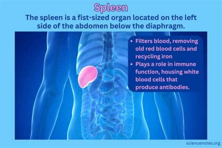 Can spleen heal itself?