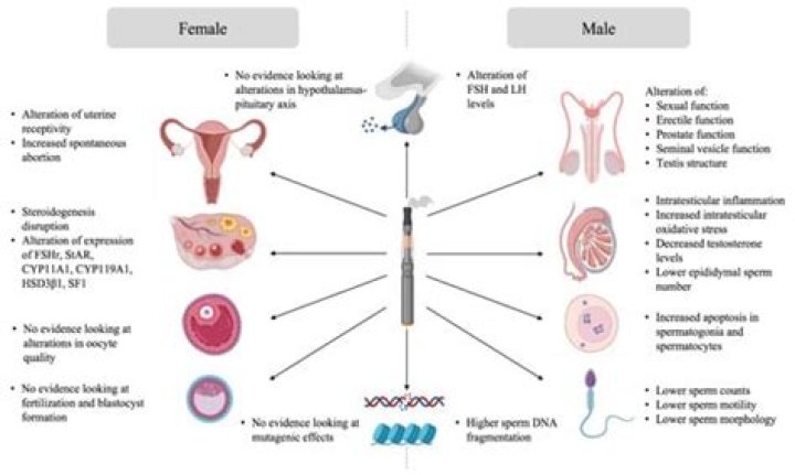 Can vaping cause hormonal imbalance?