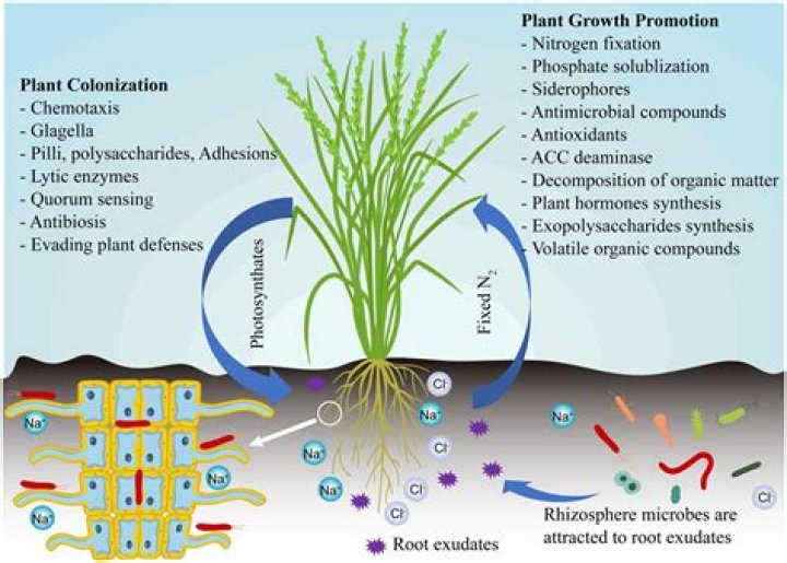 Can Waterpik grow bacteria?