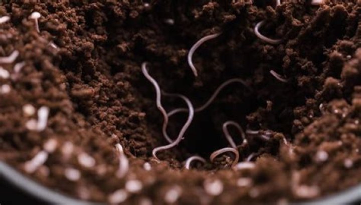 Can worms live in potted plants?