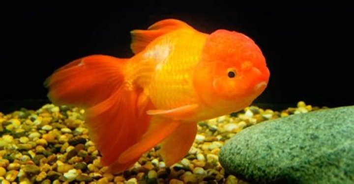 Can you eat a goldfish?