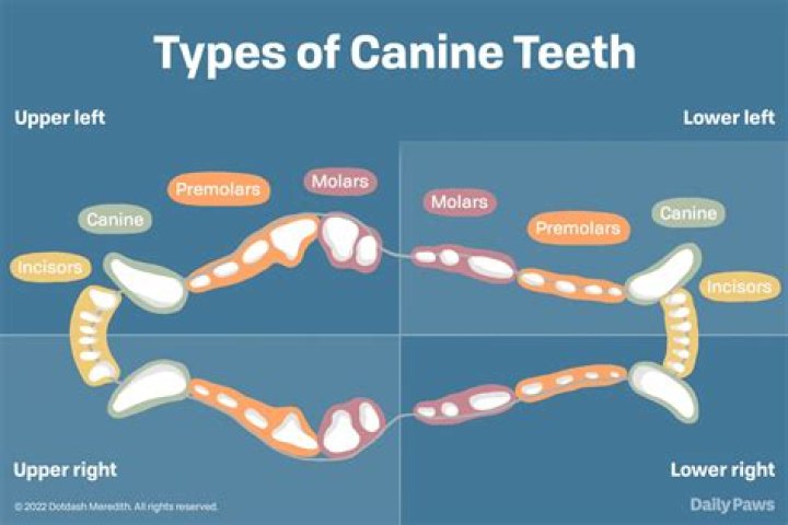 Can you file your canine teeth?