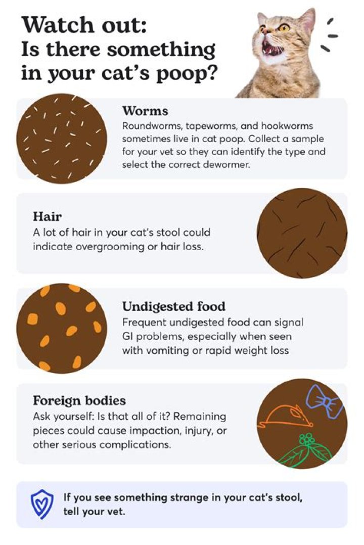 Can you get cleanings more than twice a year?