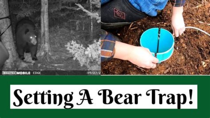 Can you open a bear trap with your hands?