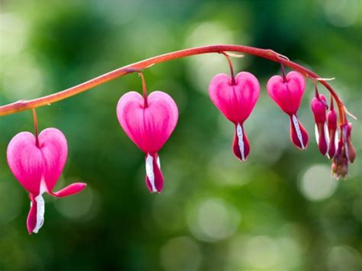 Can you touch bleeding hearts?