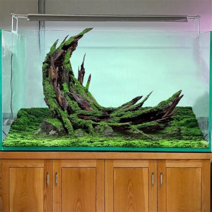 Can you use any wood for aquarium?