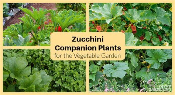 Can zucchini and peppers be planted together?