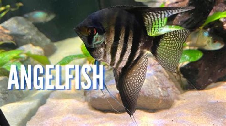 Do angelfish prefer sand or gravel?