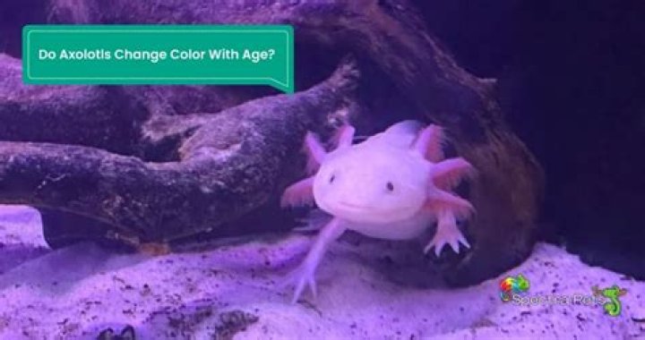 Do axolotls change color?