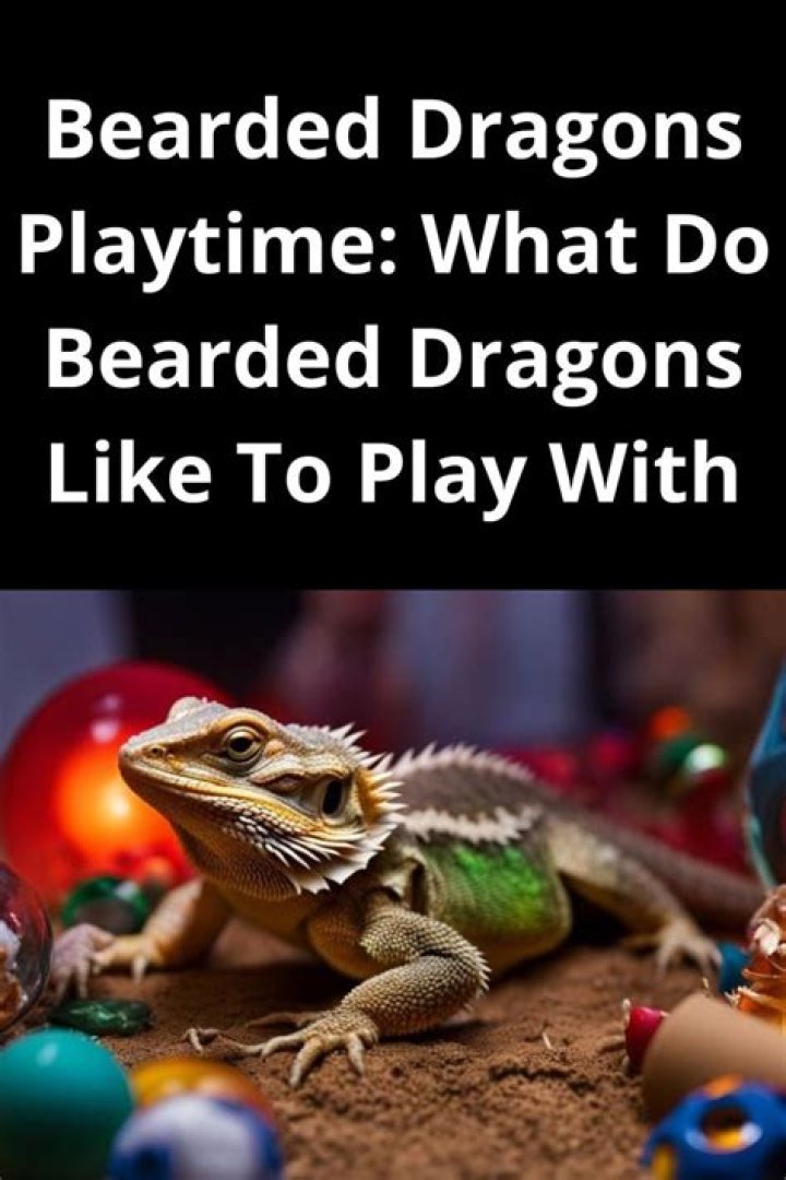 Do bearded dragons like to play?