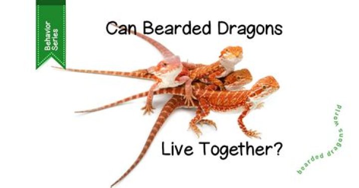 Do bearded dragons like when you talk to them?