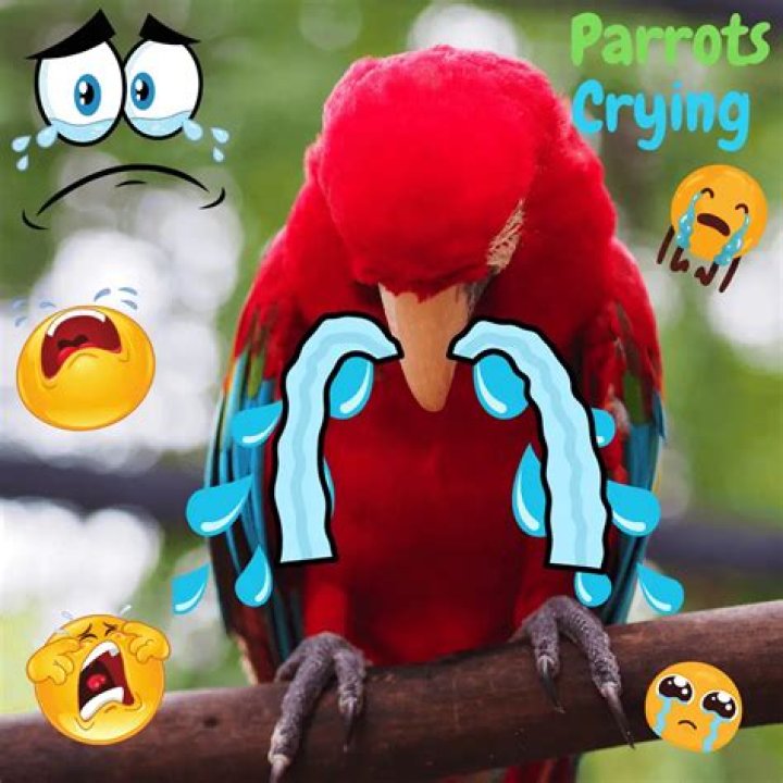 Do birds cry sad?