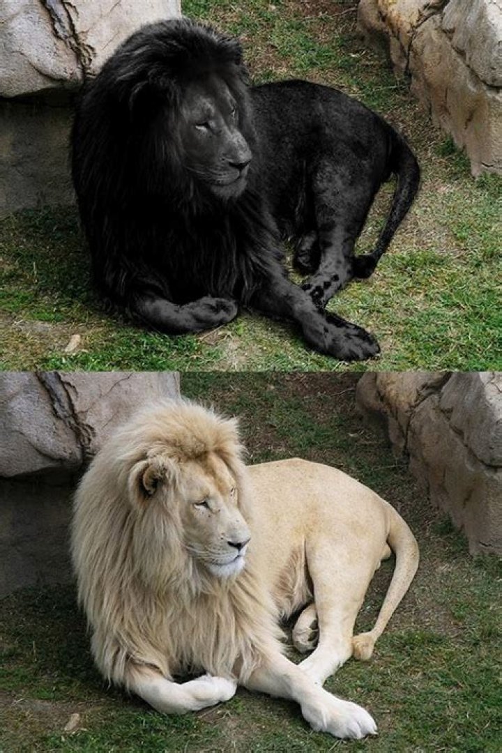 Do black lions exist?