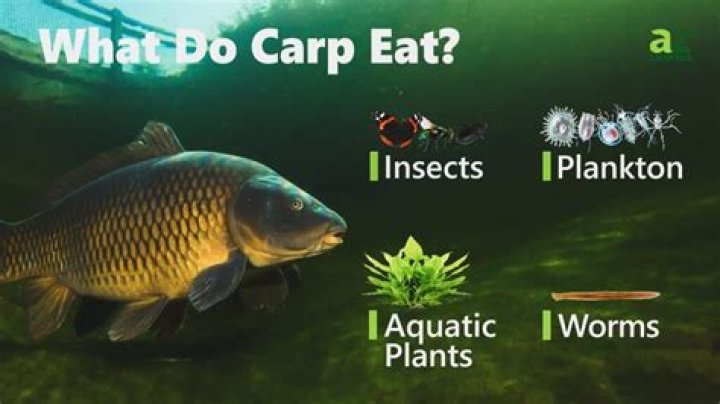 Do carp like honey?