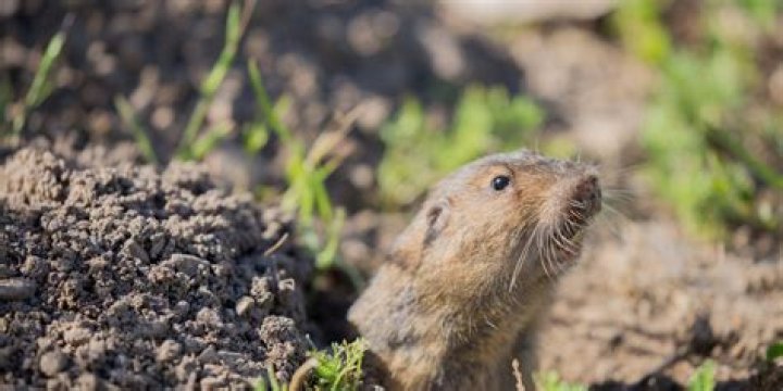 Do cats eat gophers?