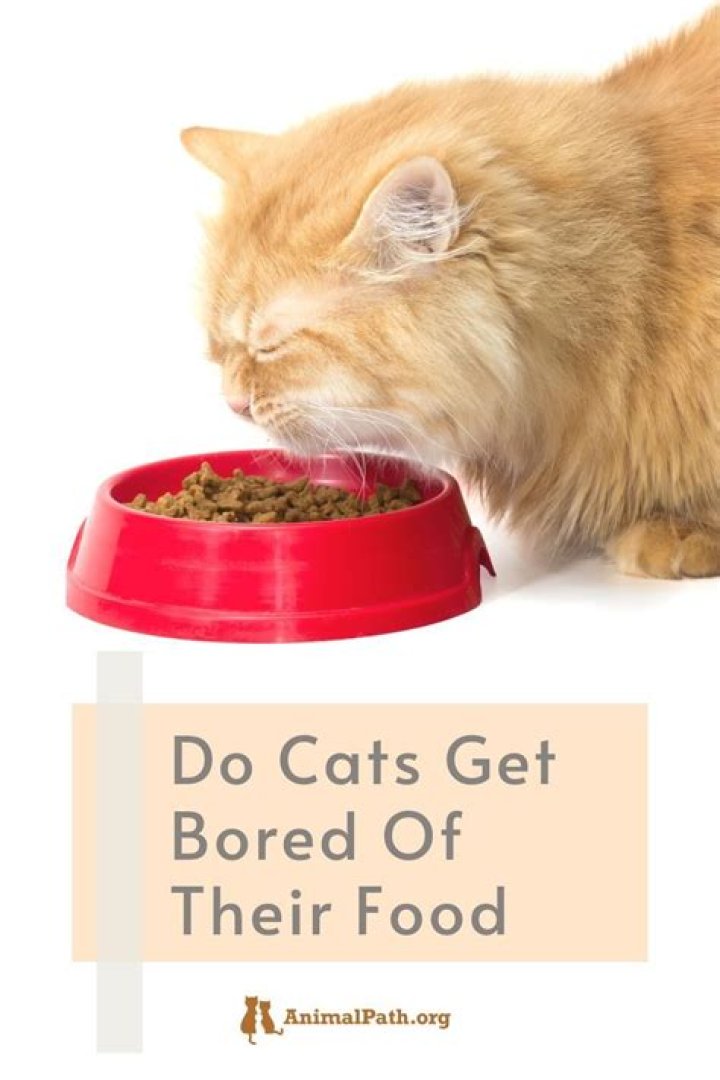 Do cats get bored of eating the same food?