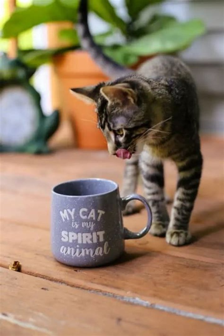 Do cats like the smell of coffee?