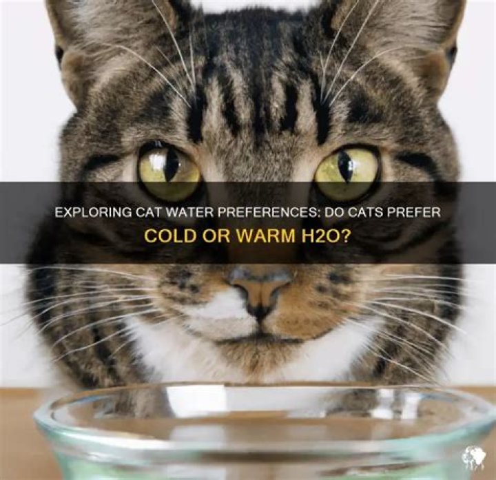 Do cats prefer to be warm or cold?