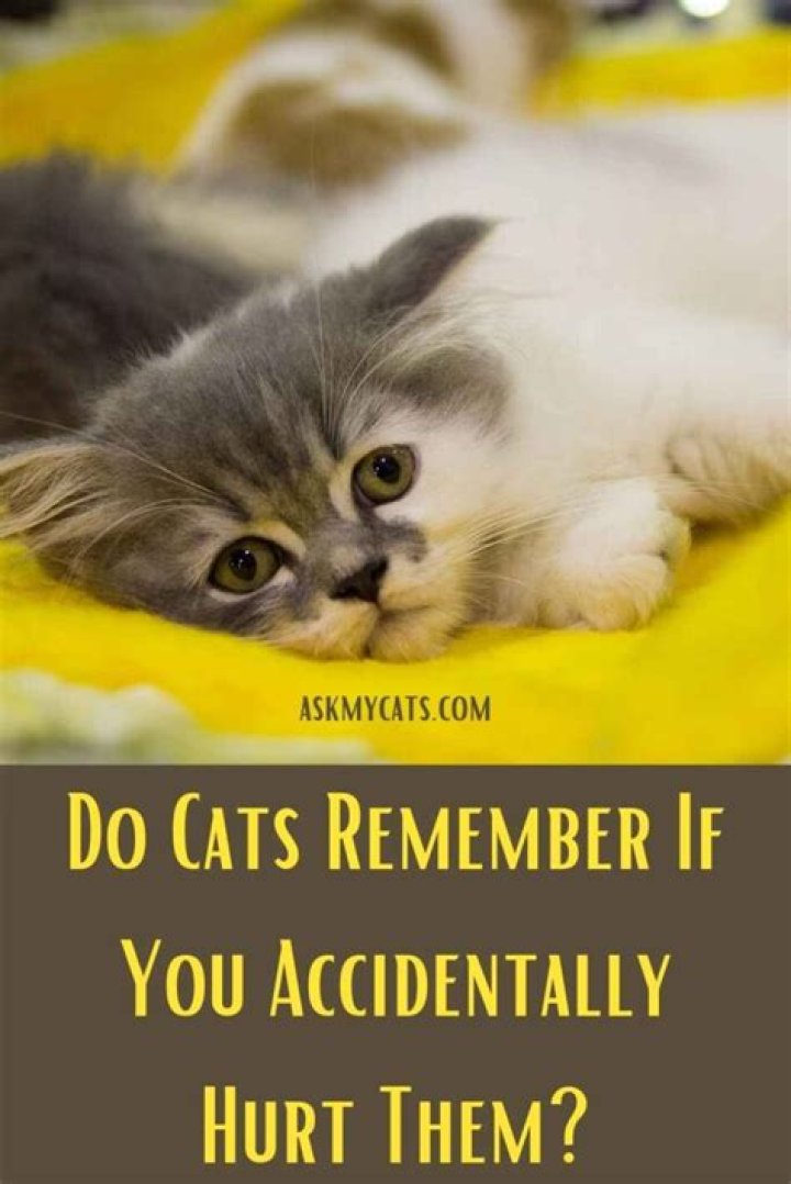 Do cats remember if you accidentally hurt them?