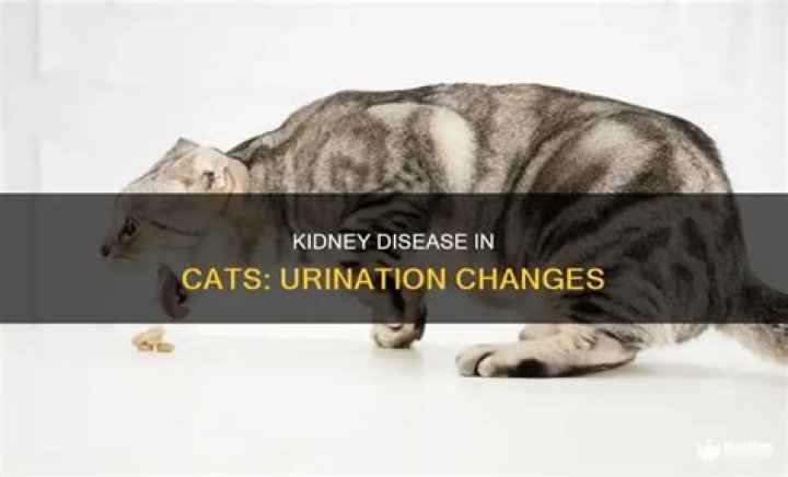 Do cats with kidney disease urinate more or less?