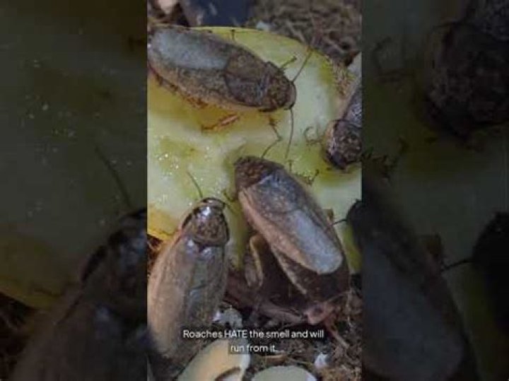 Do cockroaches bleed?