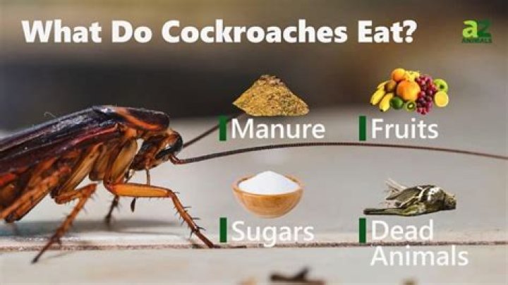 Do cockroaches eat cockroaches?
