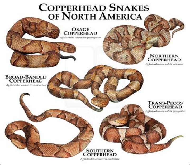Do copperheads give a warning?