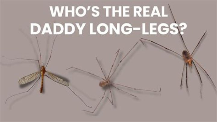 Do Daddy Long Legs eat mosquitoes?