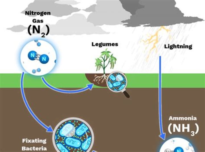 Do dandelions fix nitrogen?