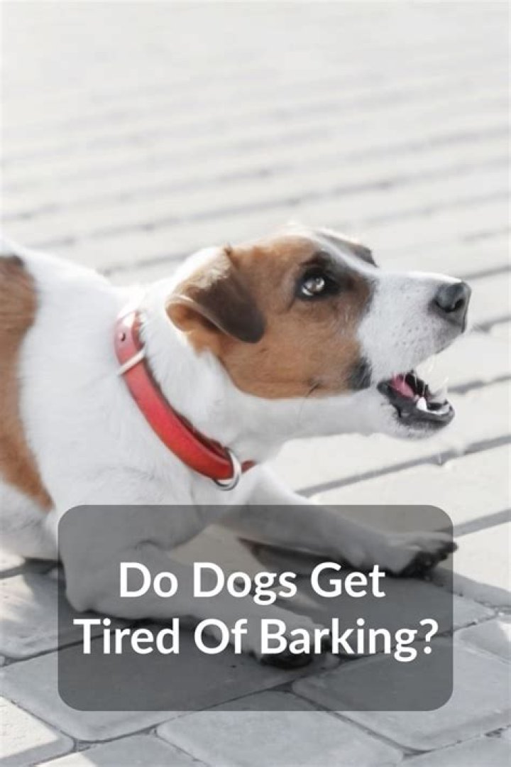 Do dogs get tired of barking?