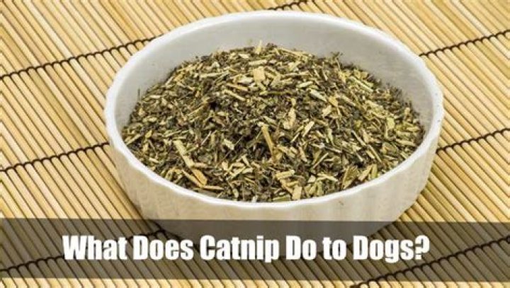 Do dogs have a catnip?