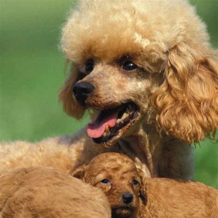 Do dogs miss their mom?