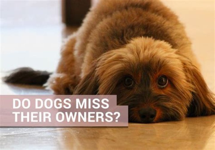 Do dogs miss their owners when they are away?