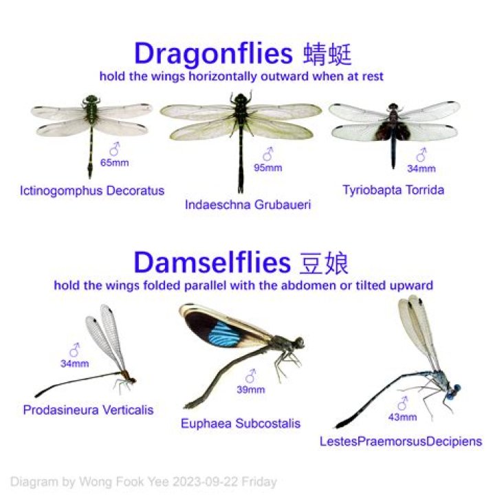 Do dragonflies predict weather?