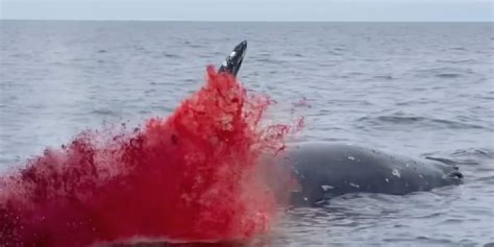 Do dying whales explode?