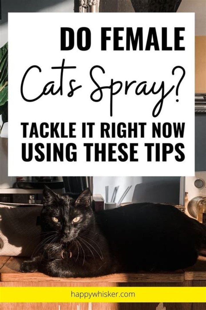 Do female cats spray smell?