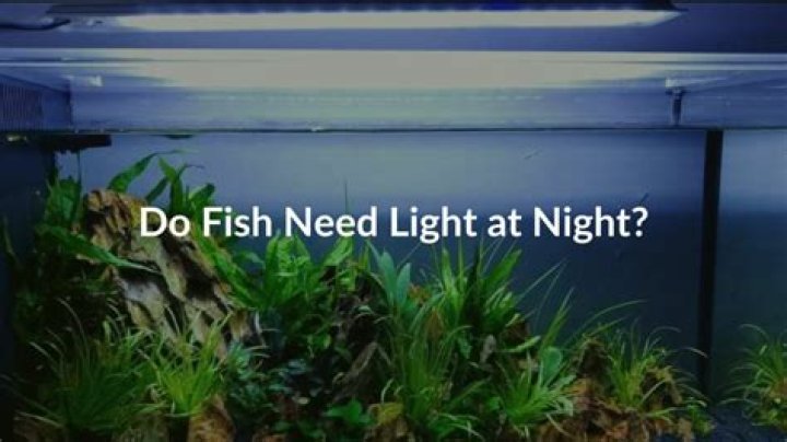 Do fish need lights off at night?