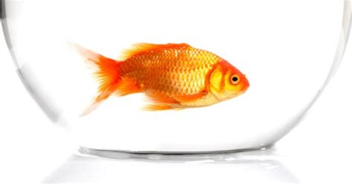 Do fish remember being caught?