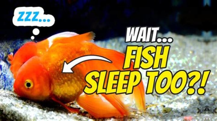 Do fishes sleep?