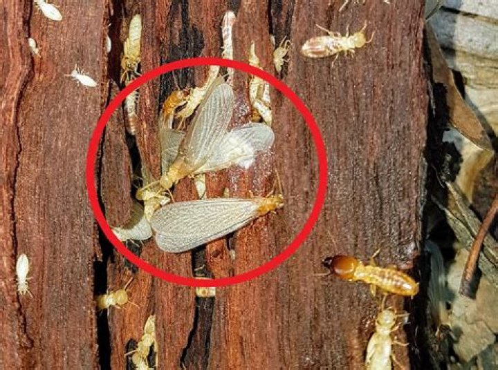 Do flying termites mean infestation?