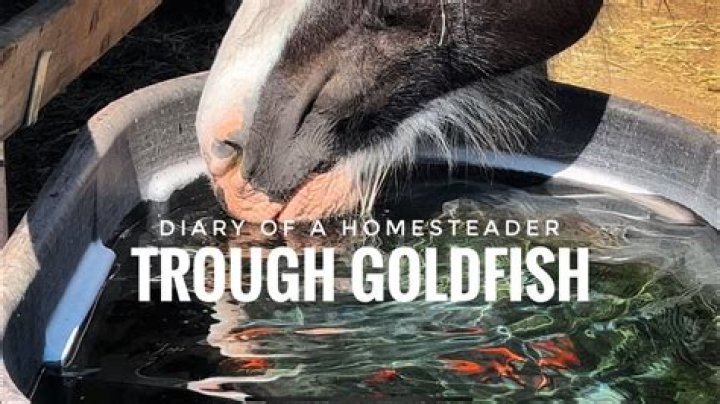 Do goldfish in water troughs stop horses getting worms?