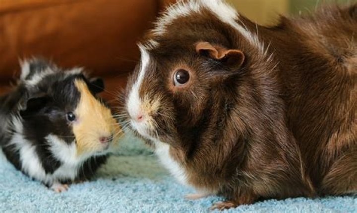Do guinea pigs get cold at night?