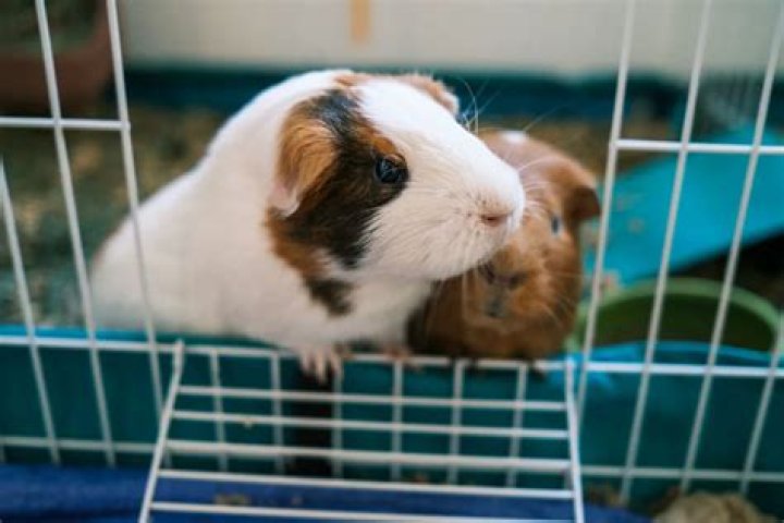 Do guinea pigs get excited to see you?