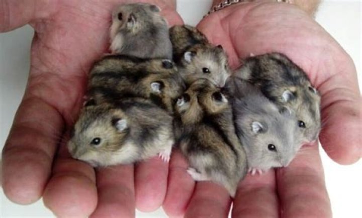 Do hamsters have a period?