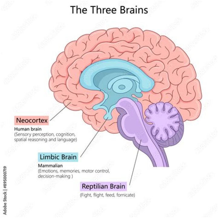 Do humans have 3 brains?