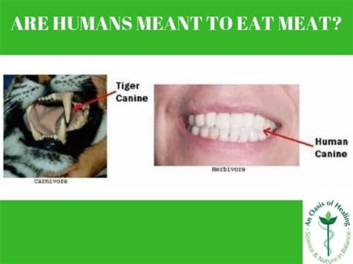 Do humans need to eat meat?