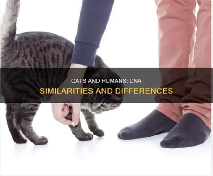 Do humans share DNA with cats?