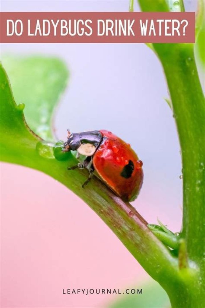 Do ladybugs drink water?