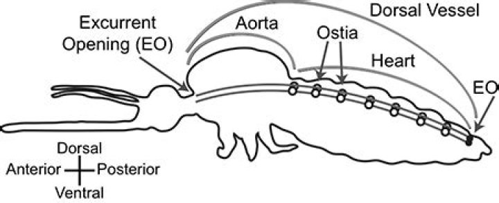 Do mosquitoes have a heart?